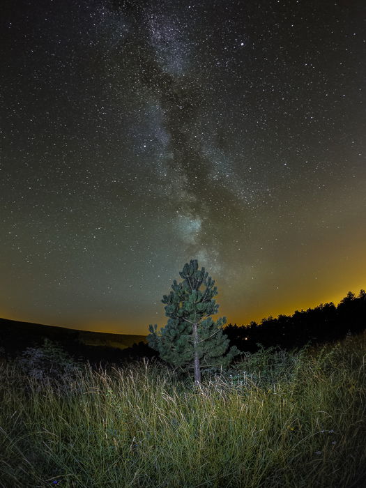 Other worldly night sky photography of a tree in the centre of a grassy landscape, starry sky and star trails above